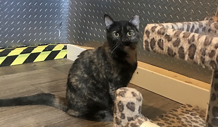 7 furry felines to adopt now in Cincinnati