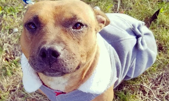 Looking to adopt a pet? Here are 3 delightful doggies to adopt now in Detroit