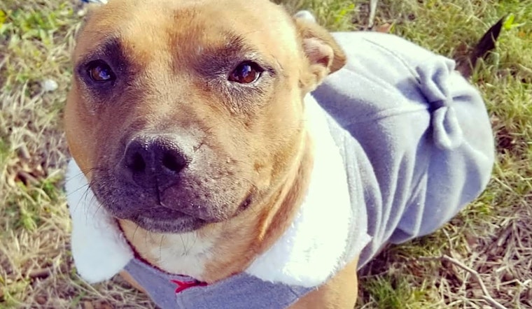 Looking to adopt a pet? Here are 3 delightful doggies to adopt now in Detroit