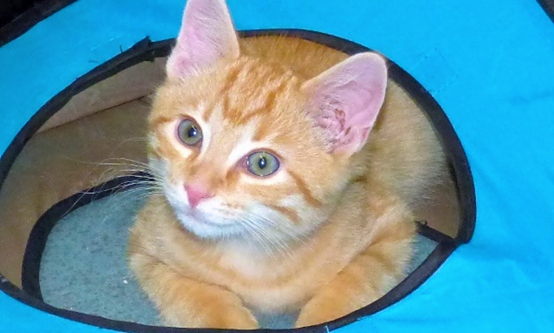 These Louisville-based felines are up for adoption and in need of a good home