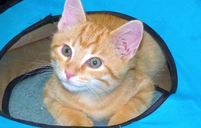 These Louisville-based felines are up for adoption and in need of a good home