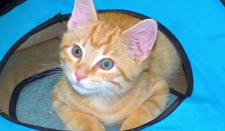 These Louisville-based felines are up for adoption and in need of a good home