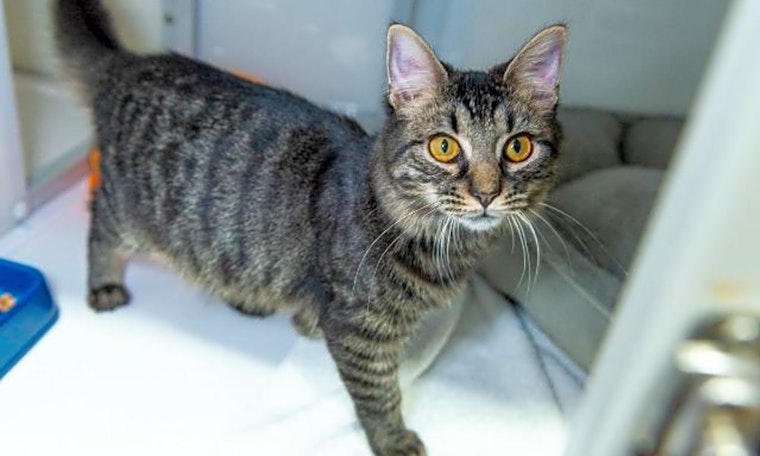 These Raleigh-based kitties are up for adoption and in need of a good home