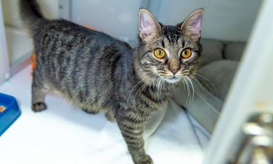 These Raleigh-based kitties are up for adoption and in need of a good home