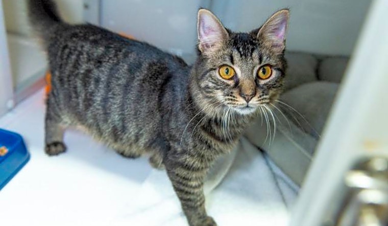 These Raleigh-based kitties are up for adoption and in need of a good home