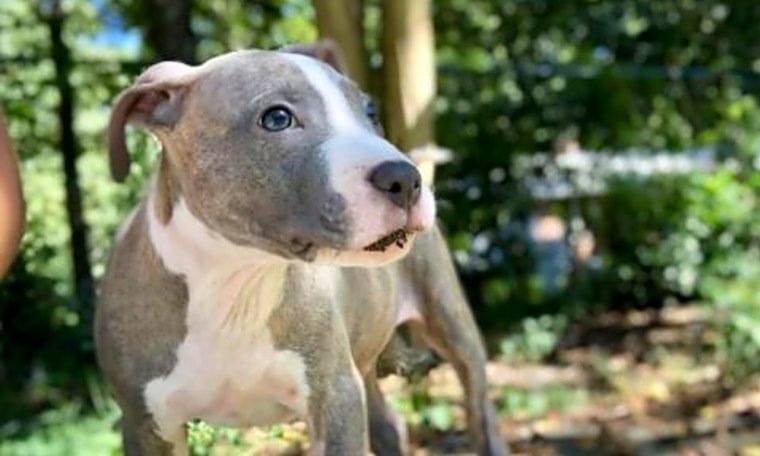 5 precious puppies to adopt now in Durham