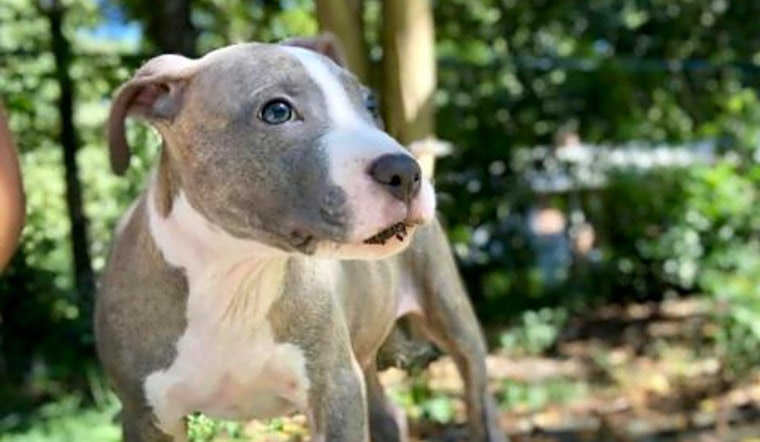 5 precious puppies to adopt now in Durham