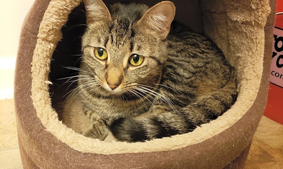 These Charlotte-based kitties are up for adoption and in need of a good home