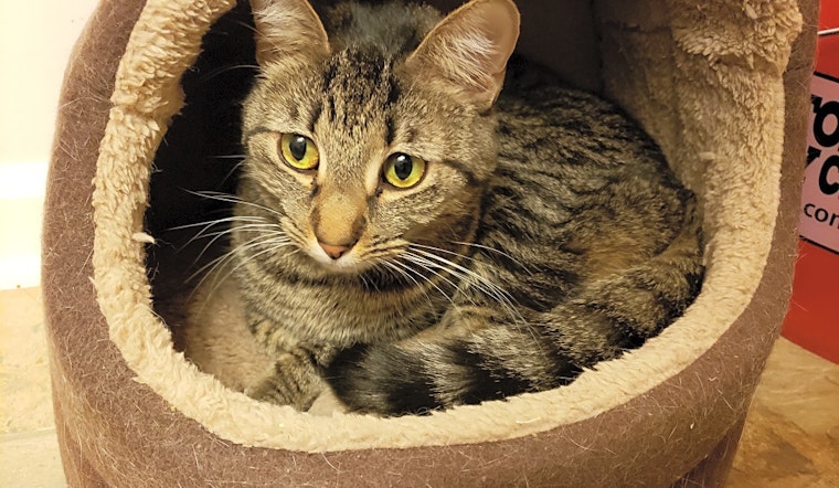These Charlotte-based kitties are up for adoption and in need of a good home