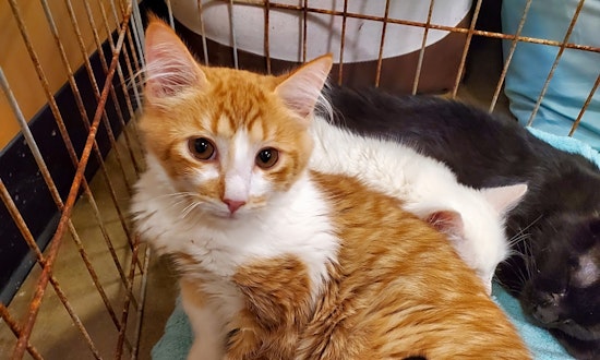 Looking to adopt a pet? Here are 6 furry felines to adopt now in Atlanta