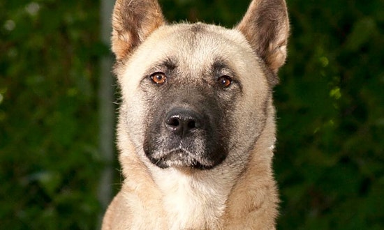 Looking to adopt a pet? Here are 5 cuddly canines to adopt now in Jacksonville
