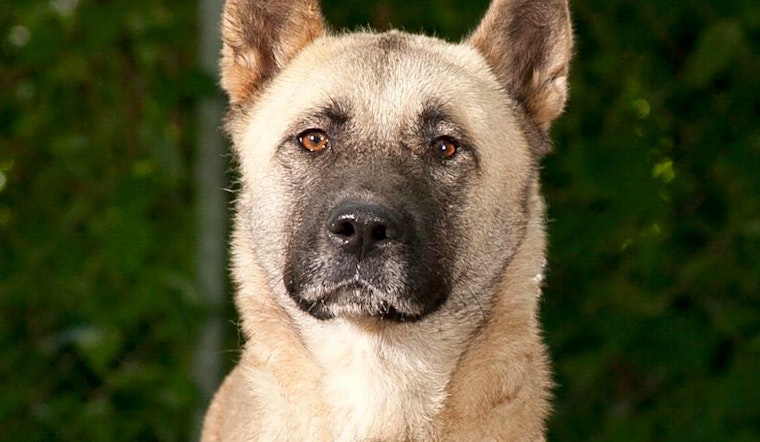 Looking to adopt a pet? Here are 5 cuddly canines to adopt now in Jacksonville