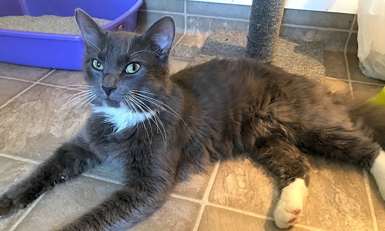 Looking to adopt a pet? Here are 6 cute kitties to adopt now in Orlando