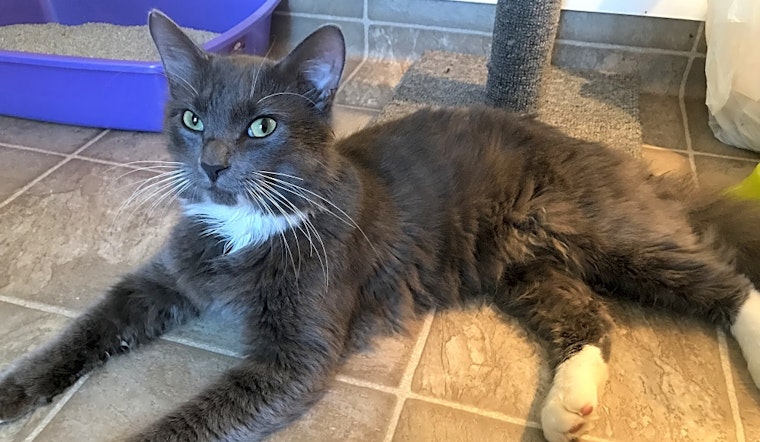 Looking to adopt a pet? Here are 6 cute kitties to adopt now in Orlando