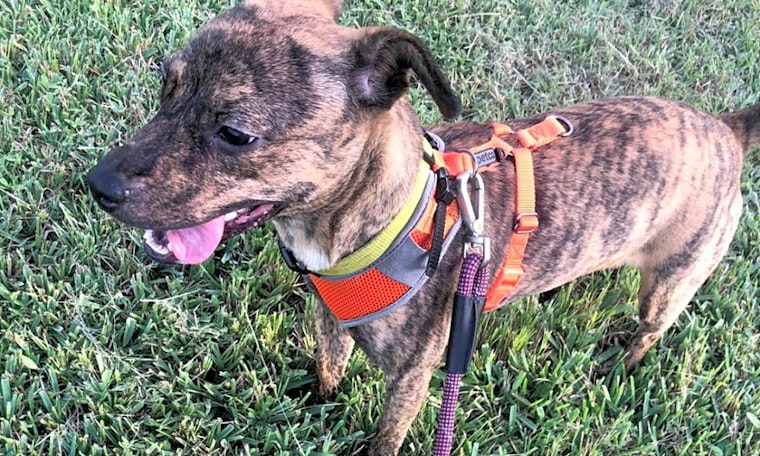 These Miami-based canines are up for adoption and in need of a good home