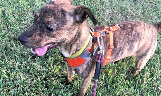 These Miami-based canines are up for adoption and in need of a good home