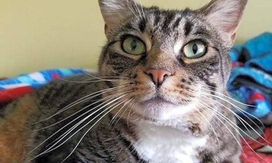 These Tampa-based kitties are up for adoption and in need of a good home
