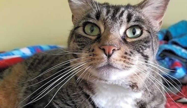 These Tampa-based kitties are up for adoption and in need of a good home
