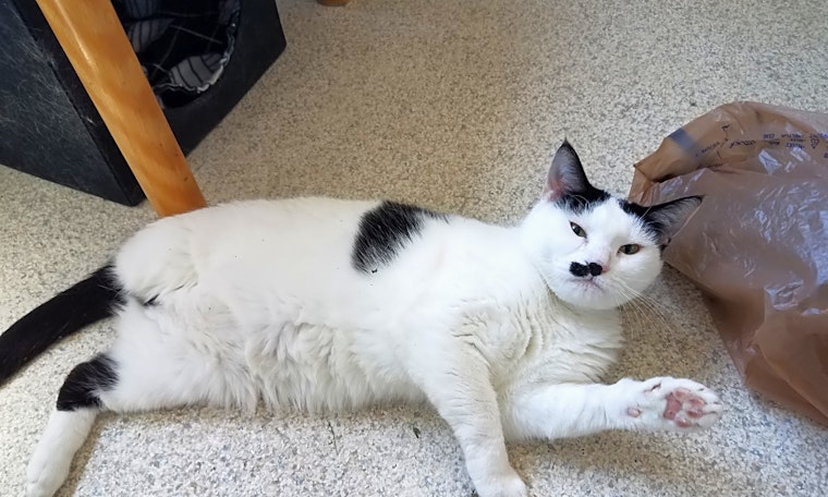 Looking to adopt a pet? Here are 6 cute kitties to adopt now in Indianapolis