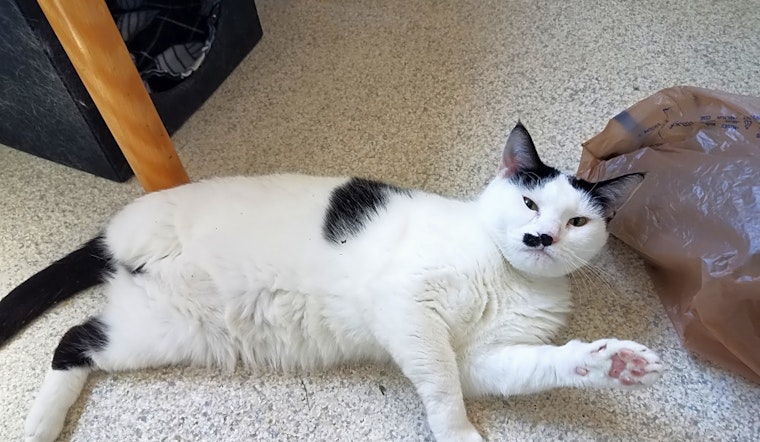 Looking to adopt a pet? Here are 6 cute kitties to adopt now in Indianapolis