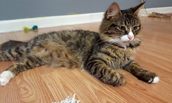 These Nashville-based felines are up for adoption and in need of a good home