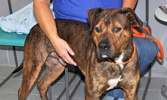 6 cuddly canines to adopt now in Minneapolis