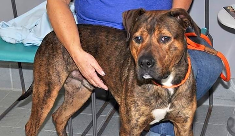 6 cuddly canines to adopt now in Minneapolis