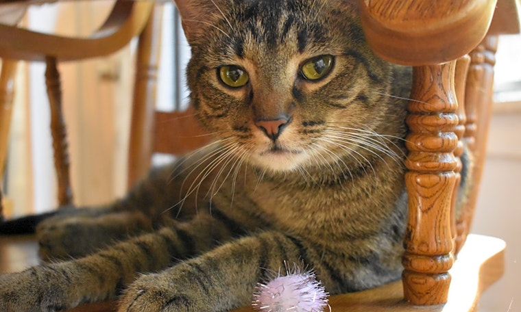 Want to adopt a pet? Here are 6 lovable kitties to adopt now in Chicago