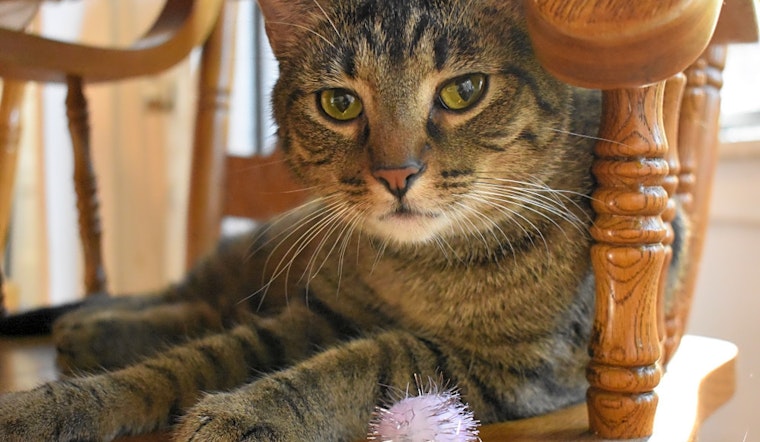 Want to adopt a pet? Here are 6 lovable kitties to adopt now in Chicago