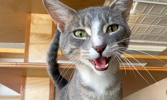 These St. Louis-based cats are up for adoption and in need of a good home