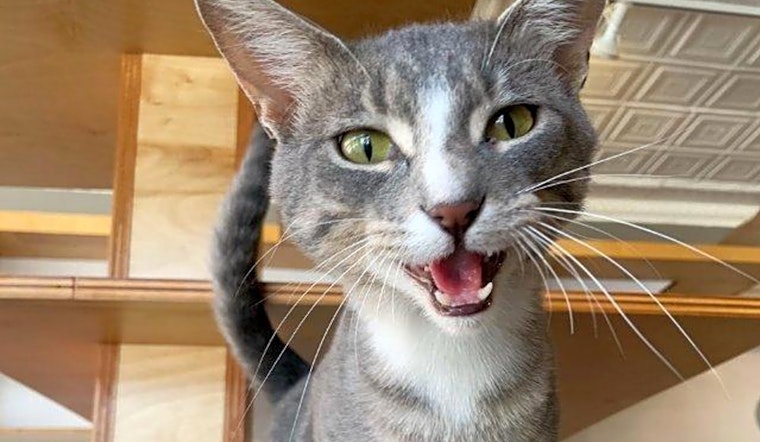 These St. Louis-based cats are up for adoption and in need of a good home