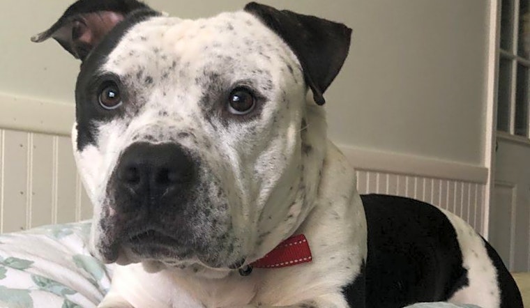 Want to adopt a pet? Here are 7 lovable pups to adopt now in Kansas City