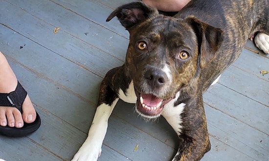 These New Orleans-based canines are up for adoption and in need of a good home