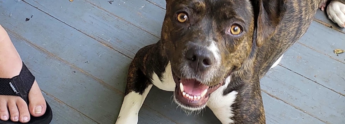 These New Orleans-based canines are up for adoption and in need of a good home