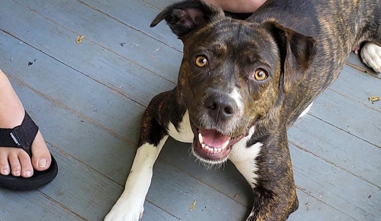 These New Orleans-based canines are up for adoption and in need of a good home