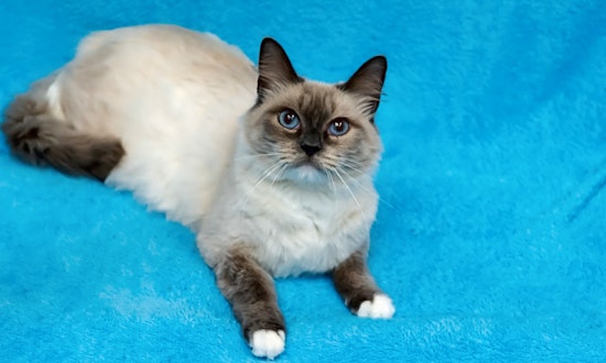 Looking to adopt a pet? Here are 5 cute kitties to adopt now in Houston