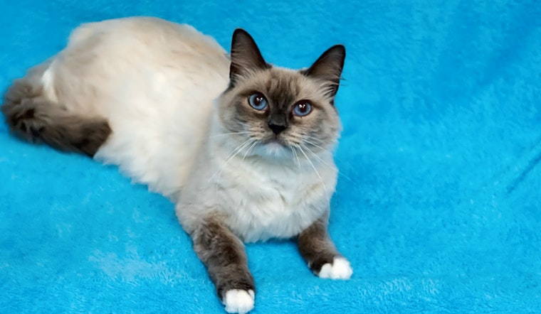 Looking to adopt a pet? Here are 5 cute kitties to adopt now in Houston