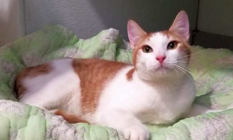 6 charming cats to adopt now in Dallas