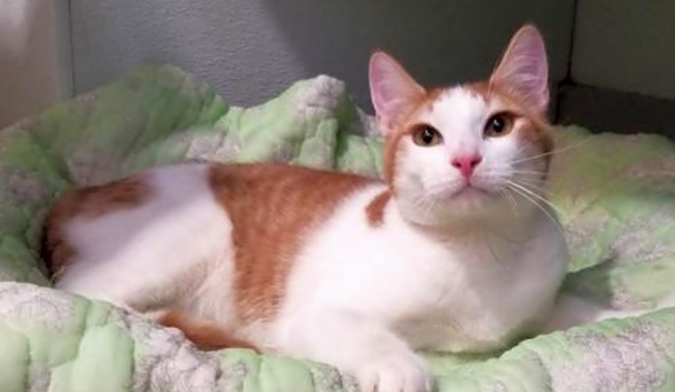 6 charming cats to adopt now in Dallas