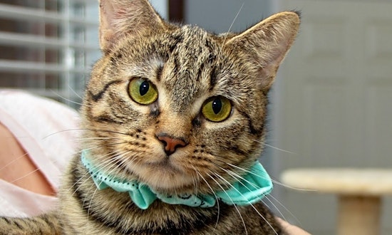 Want to adopt a pet? Here are 5 cute kitties to adopt now in Fort Worth