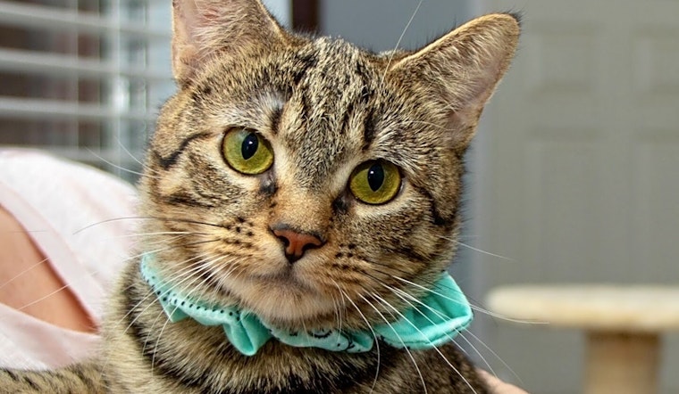 Want to adopt a pet? Here are 5 cute kitties to adopt now in Fort Worth