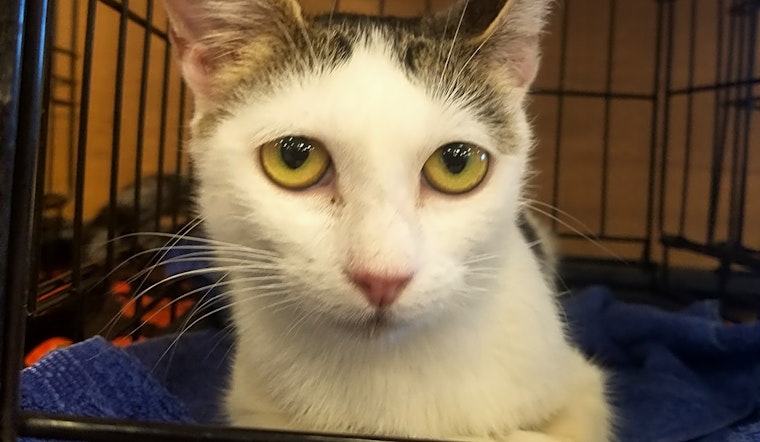 These Plano-based kitties are up for adoption and in need of a good home