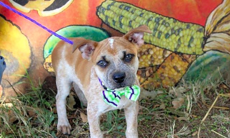 These Arlington-based puppies are up for adoption and in need of a good home