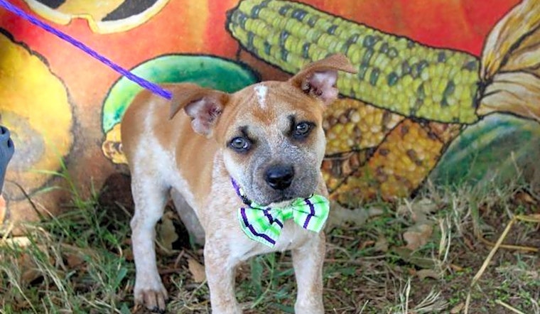 These Arlington-based puppies are up for adoption and in need of a good home
