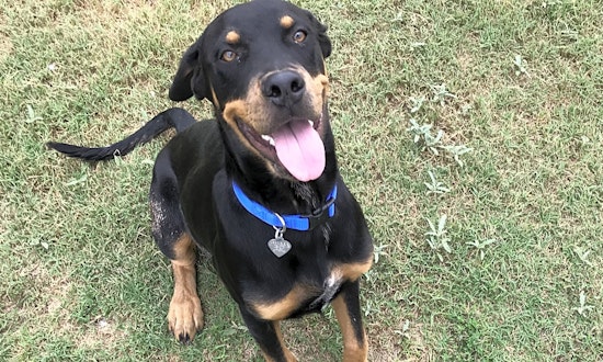 5 lovable pups to adopt now in El Paso