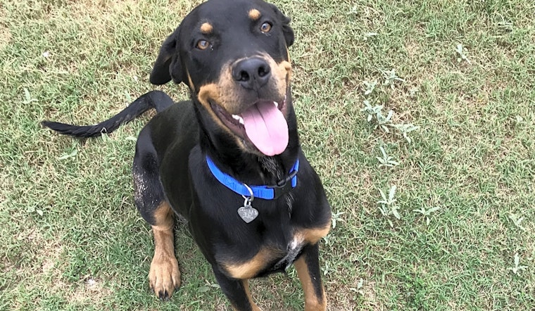 5 lovable pups to adopt now in El Paso