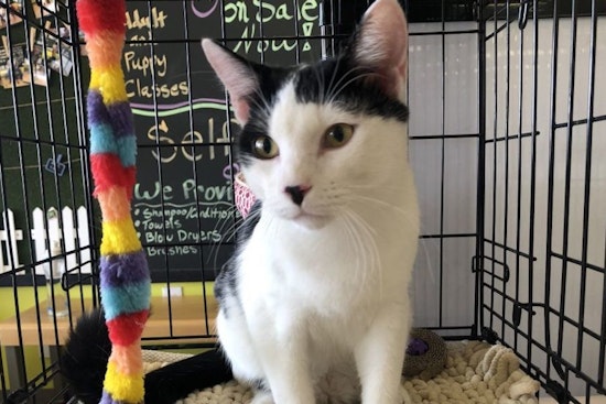 4 lovable kitties to adopt now in San Antonio