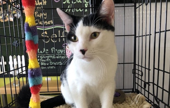 4 lovable kitties to adopt now in San Antonio