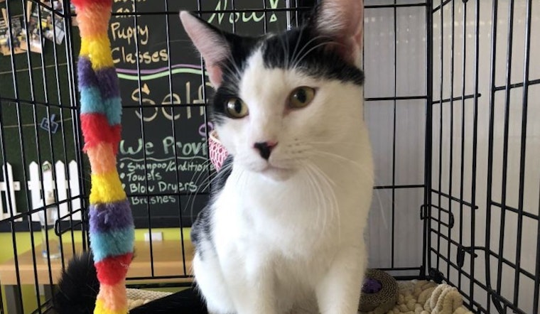 4 lovable kitties to adopt now in San Antonio