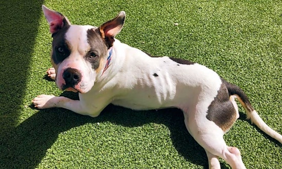Looking to adopt a pet? Here are 6 delightful doggies to adopt now in Denver